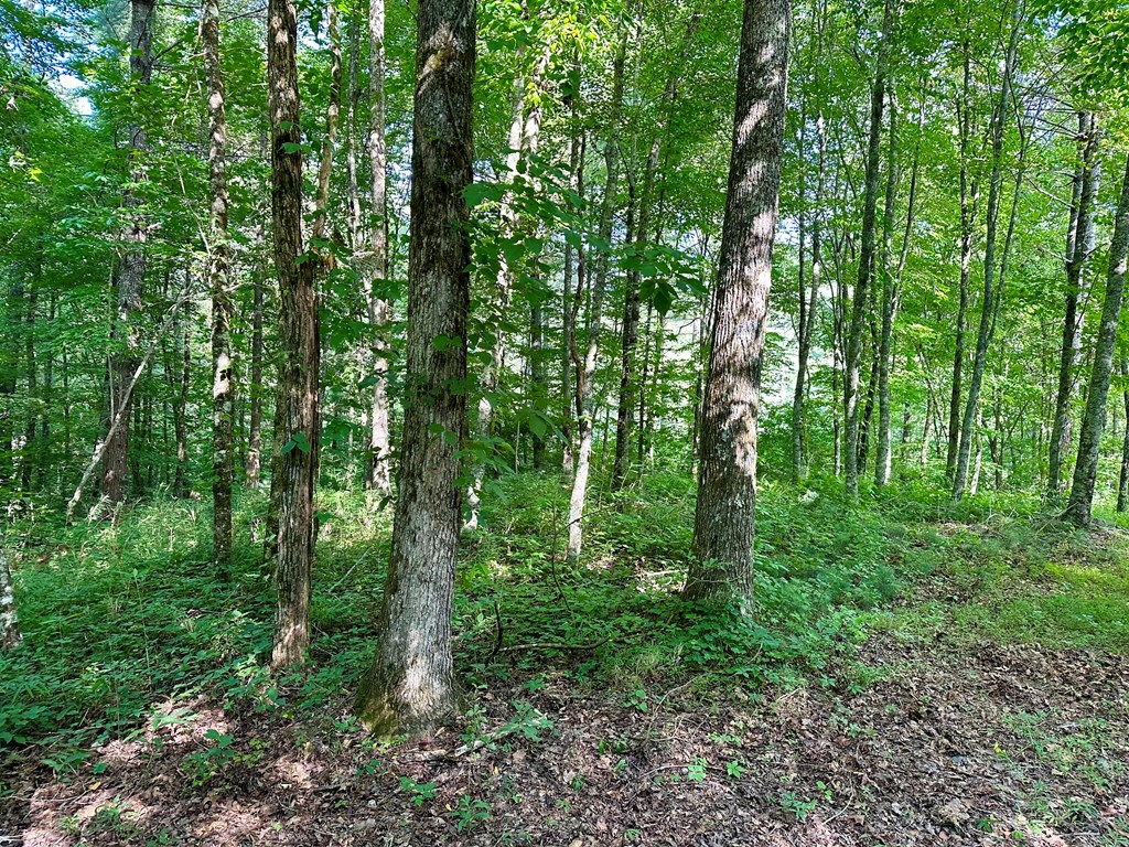 Lot 46 Trillium Heights, HAYESVILLE, North Carolina image 3