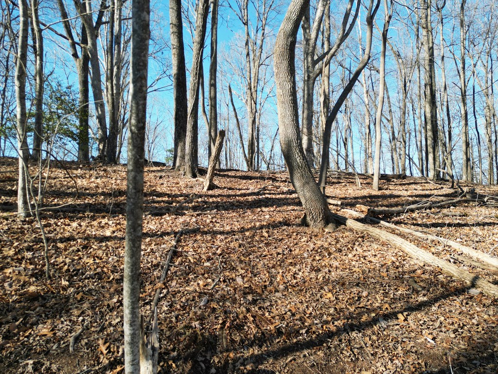 20.05 Ac Treehouse Trail #5-23, MURPHY, North Carolina image 8