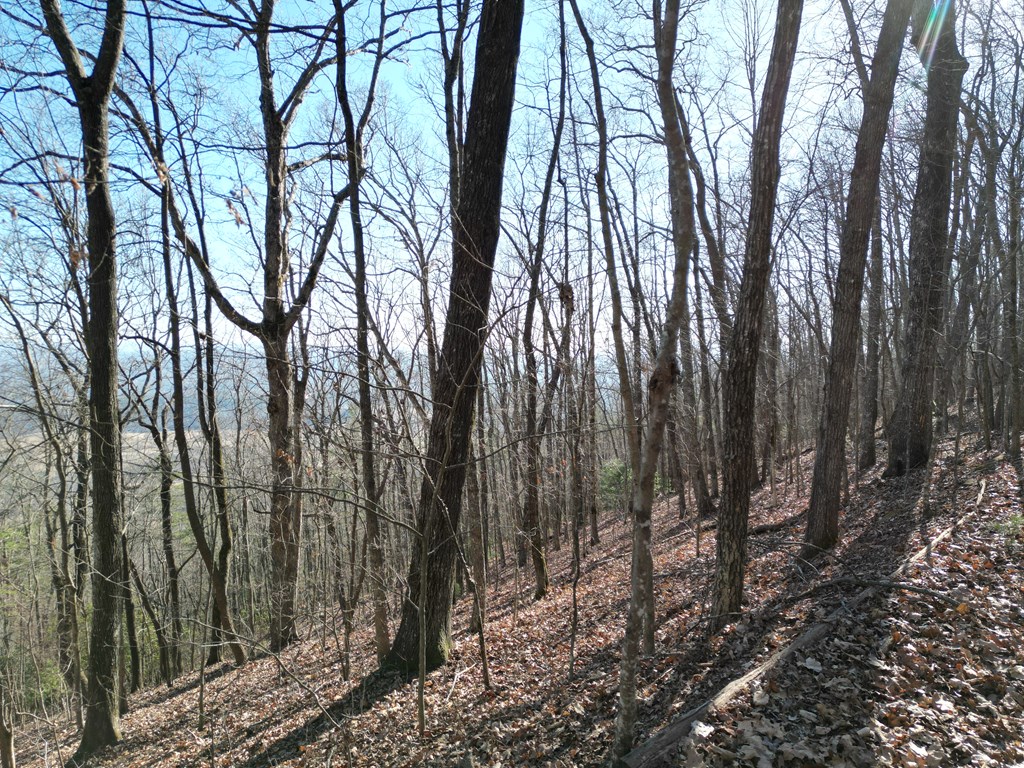 20.05 Ac Treehouse Trail #5-23, MURPHY, North Carolina image 9