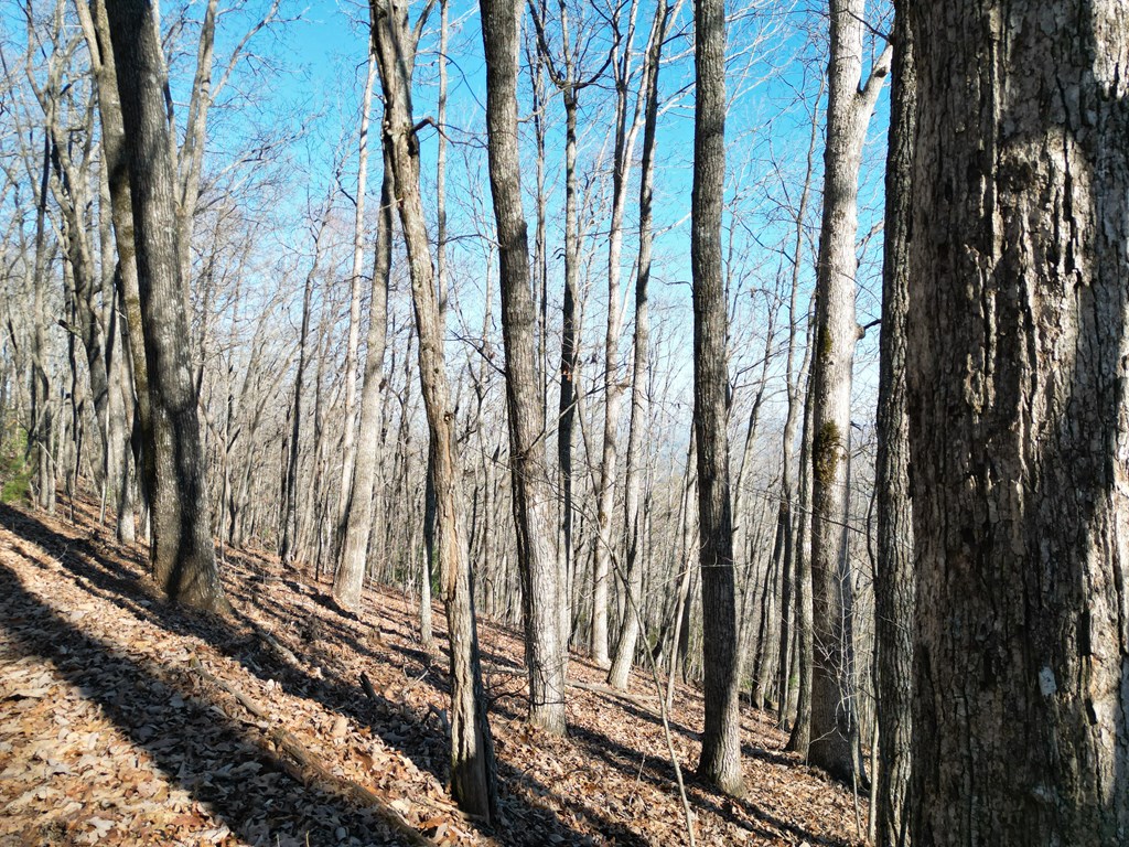 20.05 Ac Treehouse Trail #5-23, MURPHY, North Carolina image 6