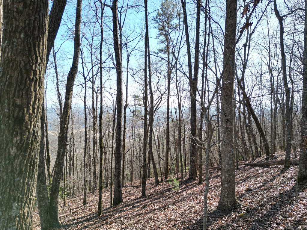 20.05 Ac Treehouse Trail #5-23, MURPHY, North Carolina image 11