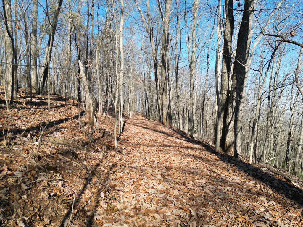 20.05 Ac Treehouse Trail #5-23, MURPHY, North Carolina image 4