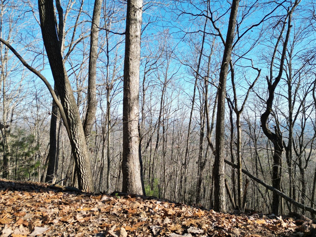 20.05 Ac Treehouse Trail #5-23, MURPHY, North Carolina image 3