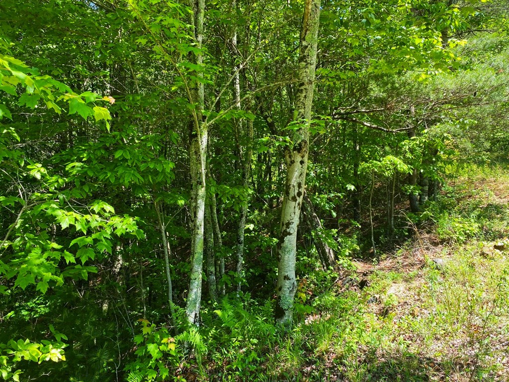 Lot 97 Choctaw Ridge Trl #97, MURPHY, North Carolina image 7