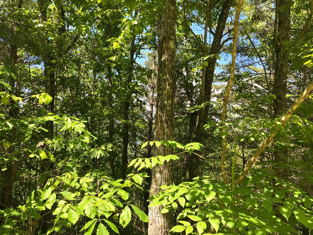 Lot 97 Choctaw Ridge Trl #97, MURPHY, North Carolina image 8