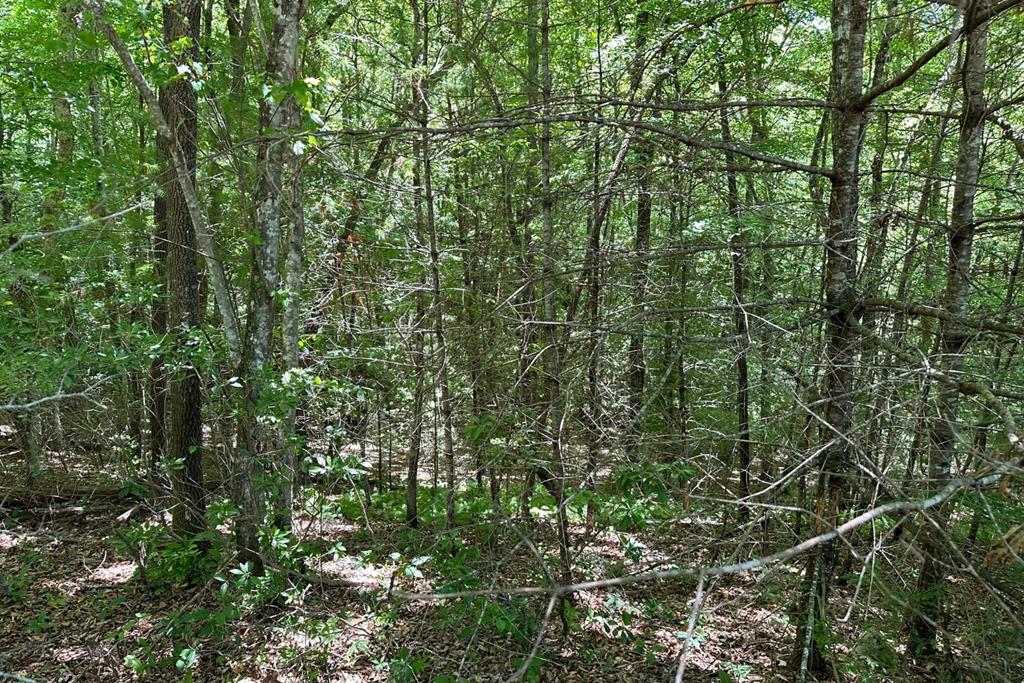 Lot 8 Moore Acres #8, HAYESVILLE, North Carolina image 14