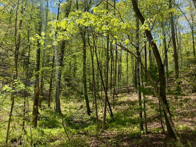 Lot 10 Whispering Lane #10, BLUE RIDGE, Georgia image 14