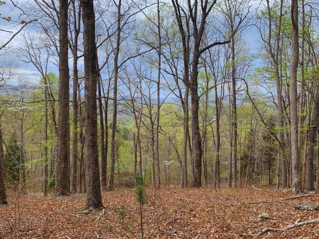 Lot 65 Timberline Drive #65, YOUNG HARRIS, Georgia image 5