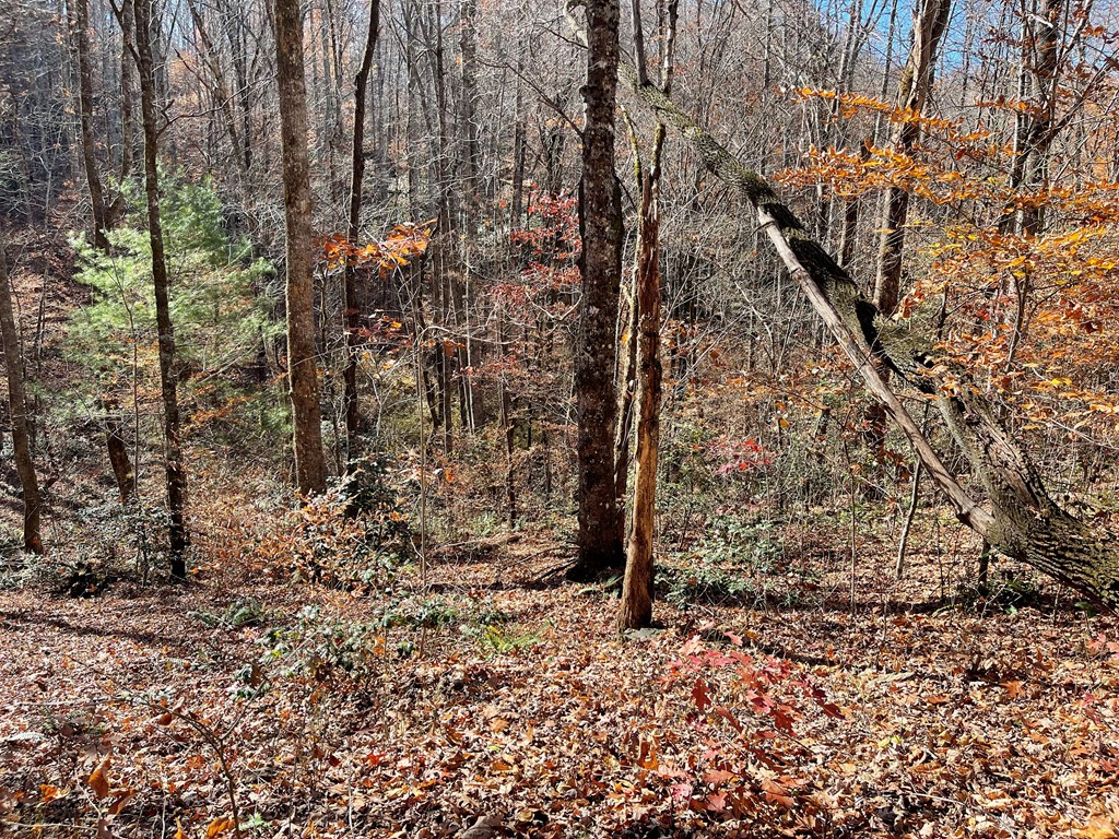 70J Ash Branch Drive #70J, HAYESVILLE, North Carolina image 2