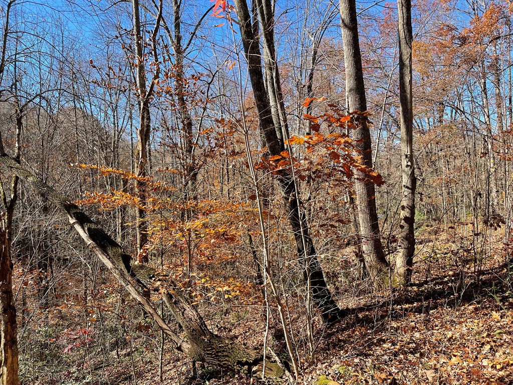 70J Ash Branch Drive #70J, HAYESVILLE, North Carolina image 3