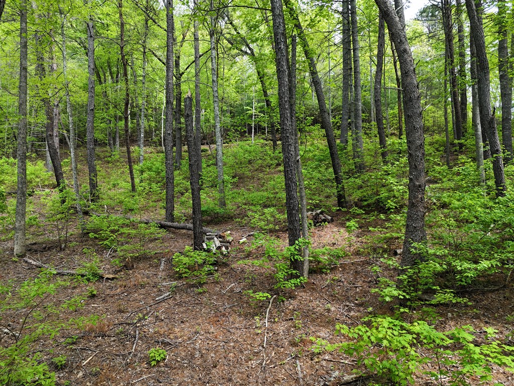 Tract 3C Riverside Drive #III-C, HIAWASSEE, Georgia image 6