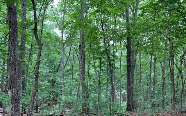 Lot 18 Bruce Mountain #18, BLAIRSVILLE, Georgia image 8