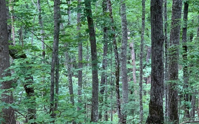 Lot 18 Bruce Mountain #18, BLAIRSVILLE, Georgia image 7