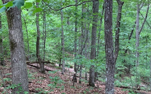 Lot 18 Bruce Mountain #18, BLAIRSVILLE, Georgia image 9