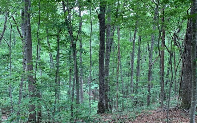 Lot 18 Bruce Mountain #18, BLAIRSVILLE, Georgia image 11