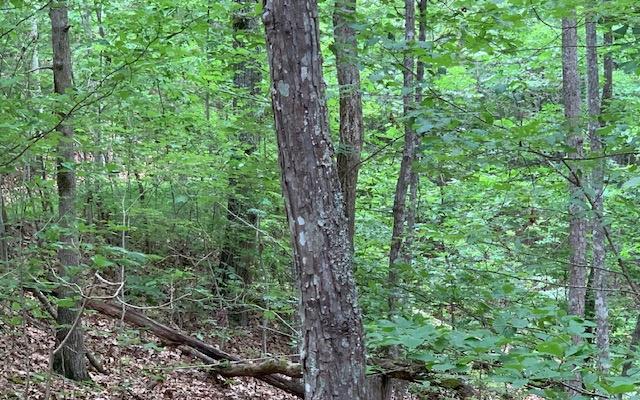 Lot 18 Bruce Mountain #18, BLAIRSVILLE, Georgia image 1