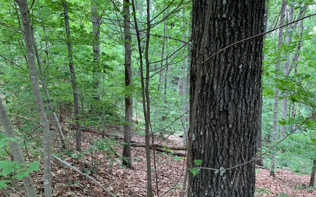 Lot 18 Bruce Mountain #18, BLAIRSVILLE, Georgia image 14