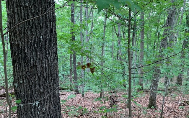 Lot 18 Bruce Mountain #18, BLAIRSVILLE, Georgia image 15