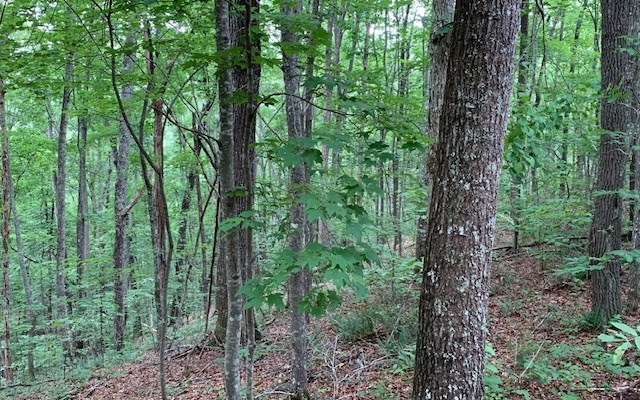 Lot 18 Bruce Mountain #18, BLAIRSVILLE, Georgia image 10