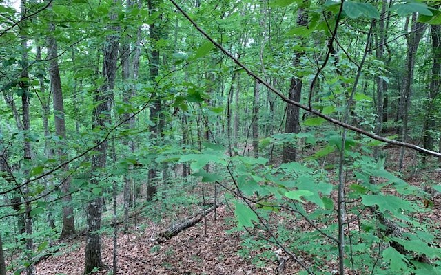 Lot 18 Bruce Mountain #18, BLAIRSVILLE, Georgia image 17