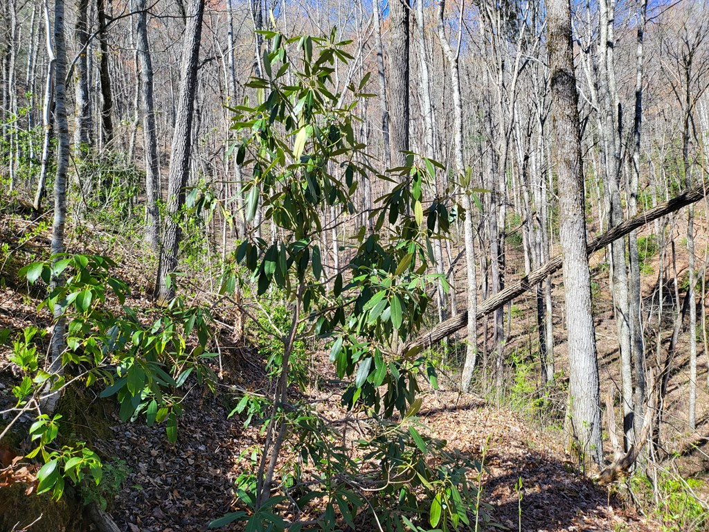 14-16 Huffman Creek #14-16, ROBBINSVILLE, North Carolina image 10