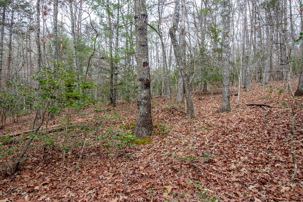 00 Old Evans, MURPHY, North Carolina image 9