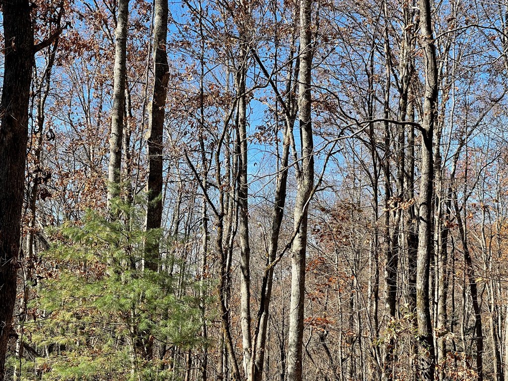 TBD Ashe Knob Drive - Photo 4