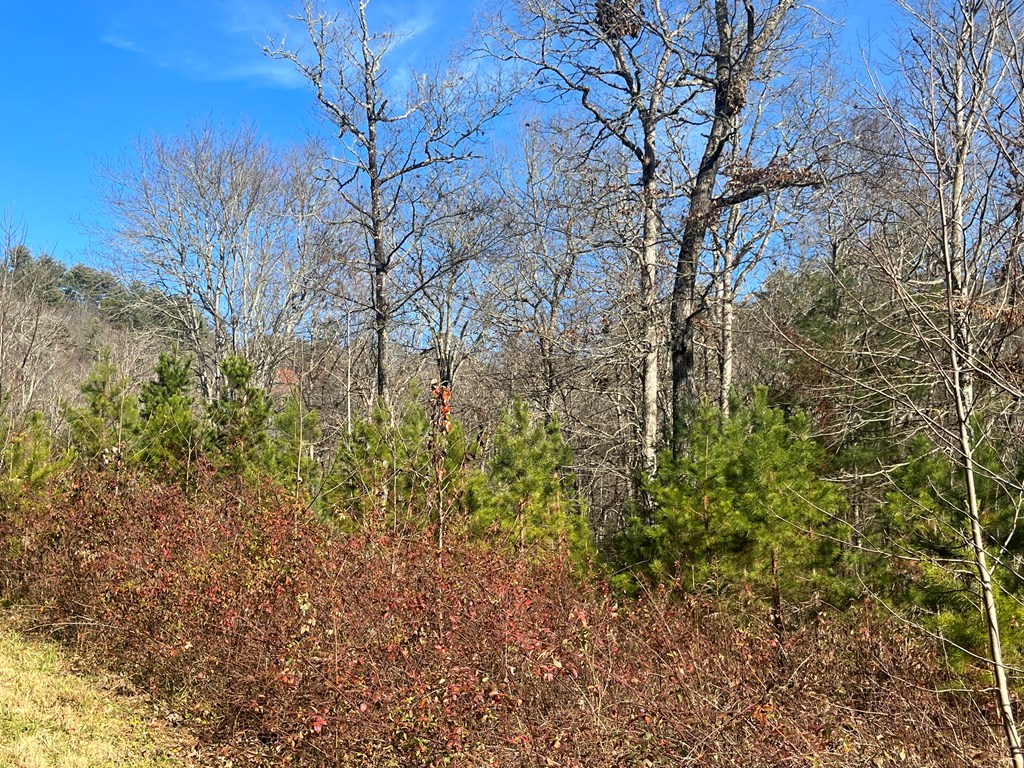 Lot 8 Moore Acres #8, HAYESVILLE, North Carolina image 24