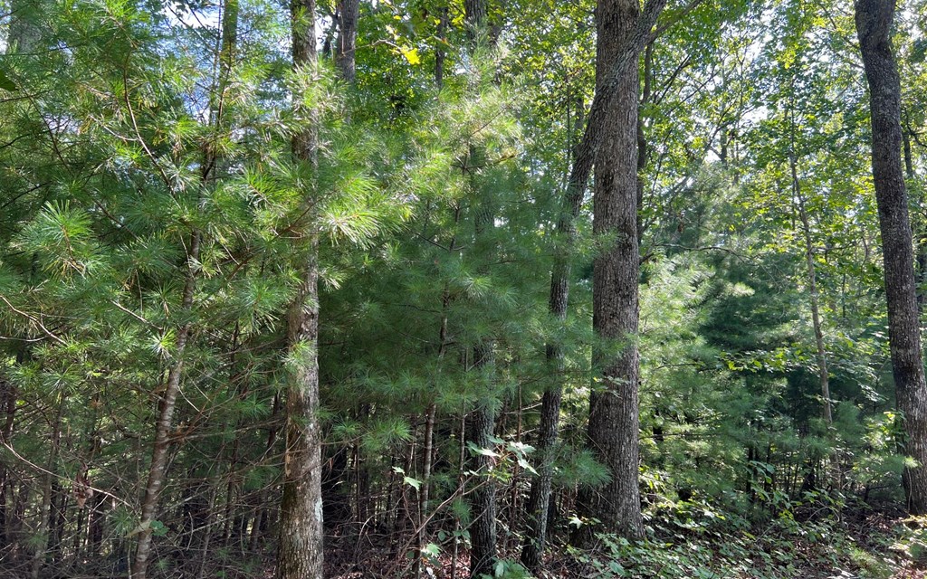 17+ Acre Matheson Cove Road, HAYESVILLE, North Carolina image 40