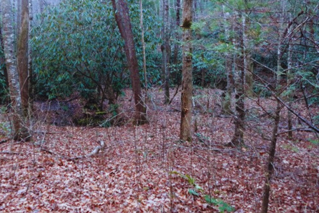 Lot 23 Shelton Springs #23, HAYESVILLE, North Carolina image 5