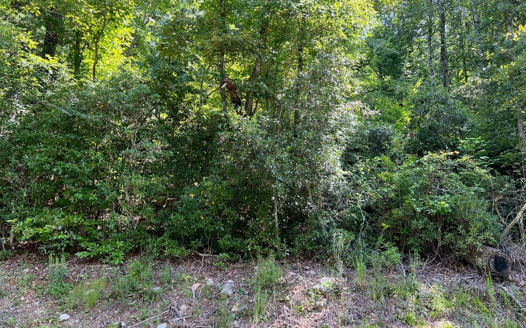 Tr 1 Fires Creek Cove #TR 1, HAYESVILLE, North Carolina image 24