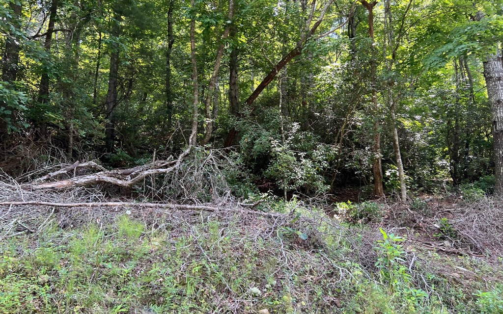 Tr 1 Fires Creek Cove #TR 1, HAYESVILLE, North Carolina image 15