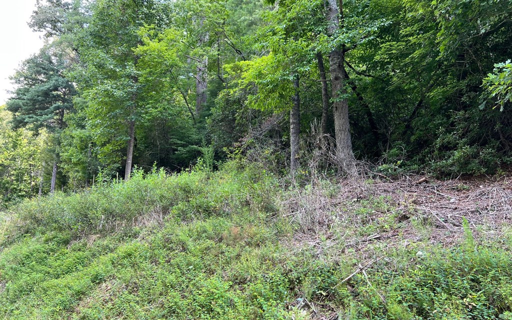 Tr 1 Fires Creek Cove #TR 1, HAYESVILLE, North Carolina image 18
