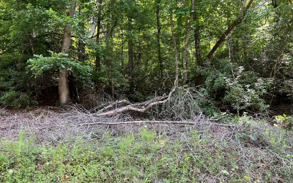Tr 1 Fires Creek Cove #TR 1, HAYESVILLE, North Carolina image 16
