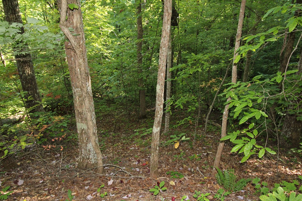 Lot 20 Ubeen Around The Circle #20, HAYESVILLE, North Carolina image 7