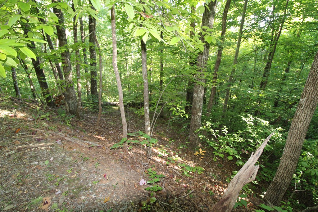 Lot 20 Ubeen Around The Circle #20, HAYESVILLE, North Carolina image 8