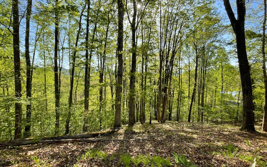 Lot 1 C Lakewood Hills #1C, HAYESVILLE, North Carolina image 3