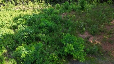 Lot 7 Eagle Fork Summit #7, HAYESVILLE, New York image 12