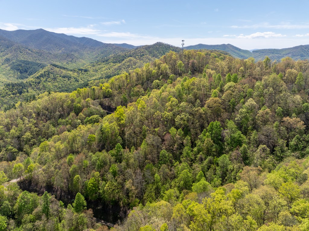 TBD Shell Stand Road, ROBBINSVILLE, North Carolina image 19