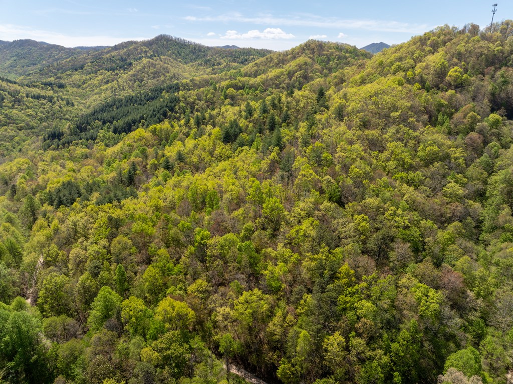 TBD Shell Stand Road, ROBBINSVILLE, North Carolina image 25