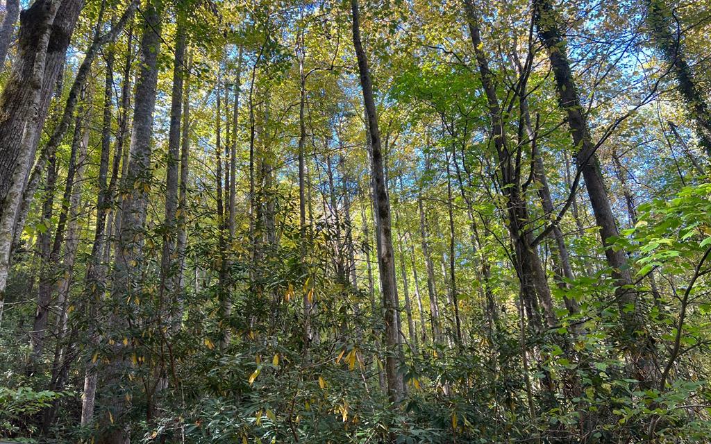 Tract 1 Tusquittee Road #TR 1, HAYESVILLE, North Carolina image 1