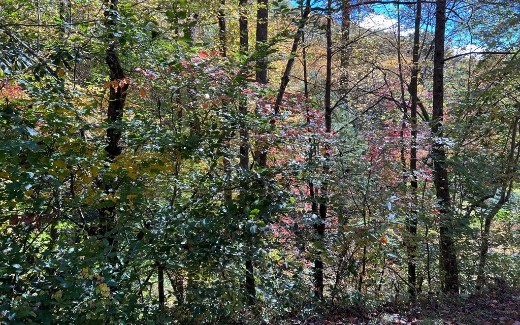 Tract 1 Tusquittee Road #TR 1, HAYESVILLE, North Carolina image 7