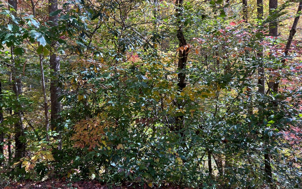 Tract 1 Tusquittee Road #TR 1, HAYESVILLE, North Carolina image 6