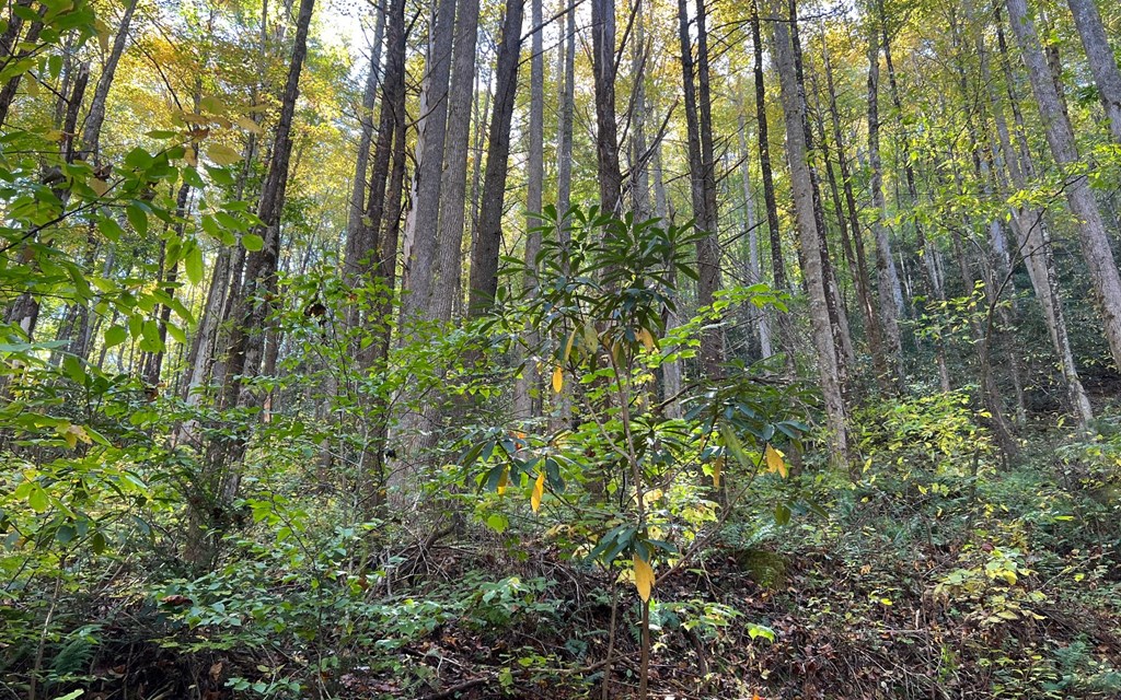Tract 1 Tusquittee Road #TR 1, HAYESVILLE, North Carolina image 3