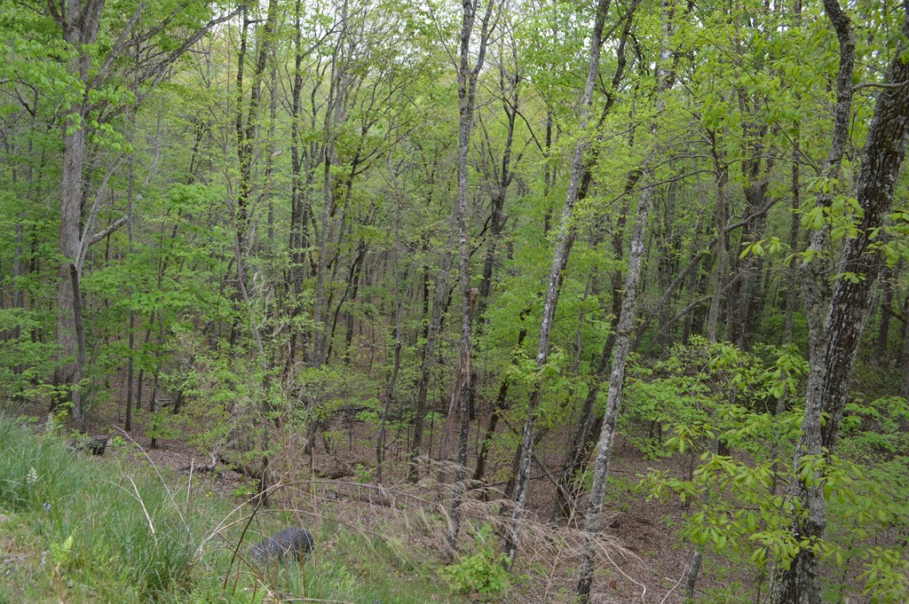 LT 16 North Ridge Trail #16, BRASSTOWN, North Carolina image 6