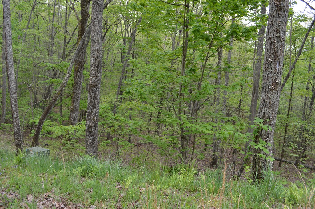 LT 16 North Ridge Trail #16, BRASSTOWN, North Carolina image 3