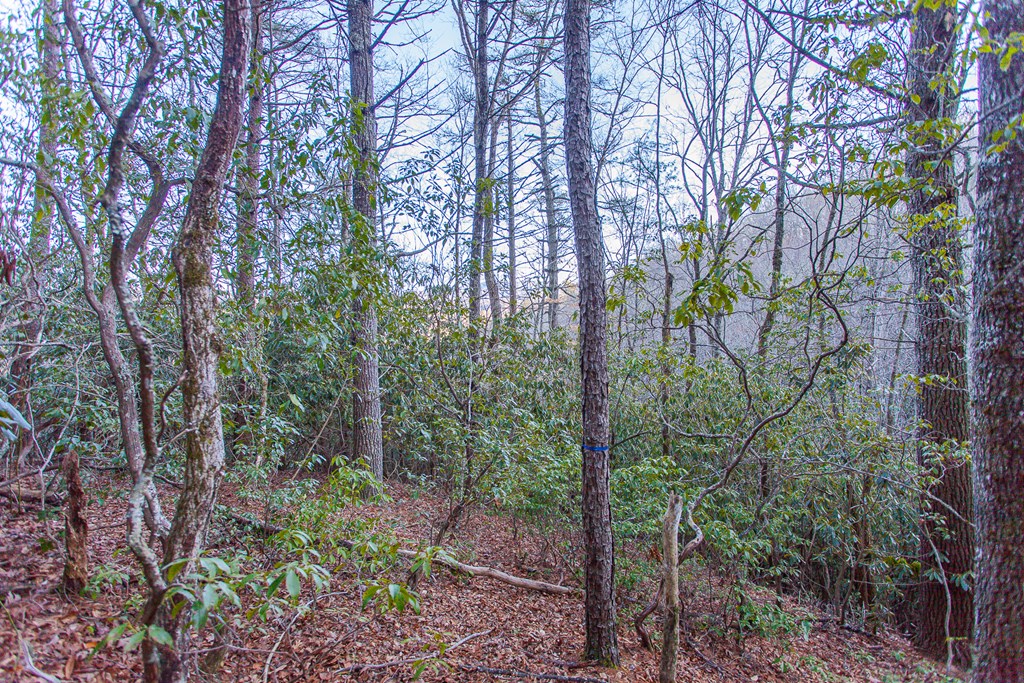 2.60+/- Union Hill Rd #TR 1, TOPTON, North Carolina image 11