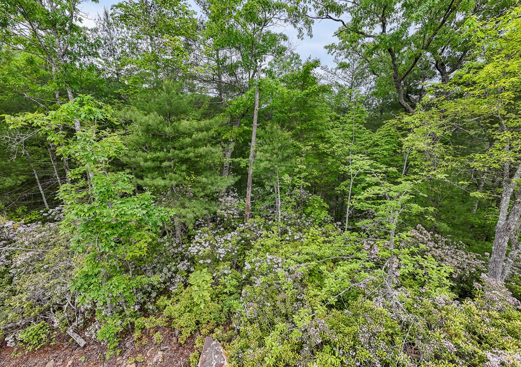 399 Shell Stand Road, ALMOND, North Carolina image 15