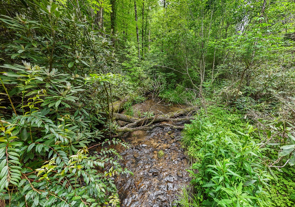 399 Shell Stand Road, ALMOND, North Carolina image 8