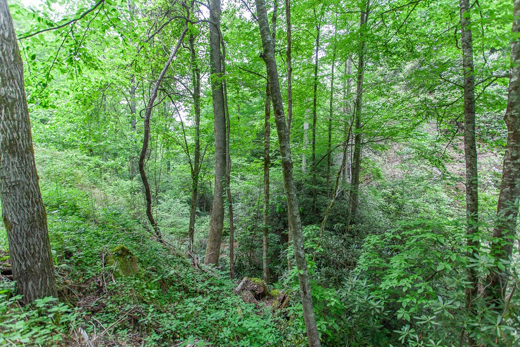 399 Shell Stand Road, ALMOND, North Carolina image 20